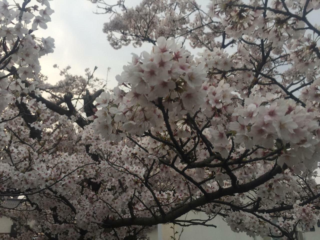 Guest House Daisho Oshiro Asobi Matsue Exterior foto